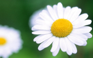 Daisy closeup blurry background macro 3 - macro photography free wallpaper