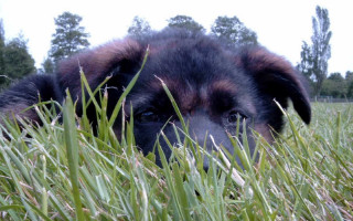 Dog sad laying grass outdoors - its head in free wallpaper