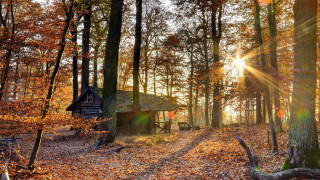 Cabin woods sunshine autumn leaves - a cabin free wallpaper