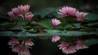 Pink flowers water lilies macro - a pond of water free wallpaper