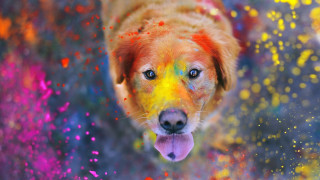Colorful dog yellow nose fire - colour free wallpaper for desktop