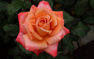 Pink orange rose macro blurry - rococo free wallpaper