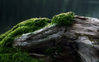 Mossy forest log water cliff - a forest setting free wallpaper