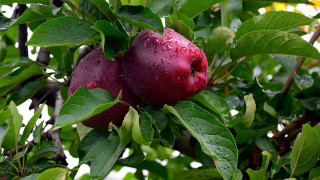 Apples waterdroplets greenleaves fallharvest vibrant - fall vibrancy free wallpaper