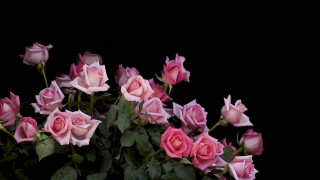 Pink roses vase leaves stems - pink rose free wallpaper for desktop