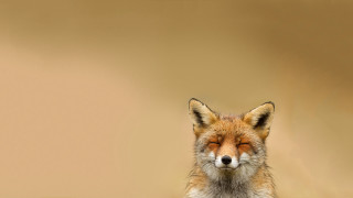 Red fox closed eyes gradient - neutral free wallpaper for desktop