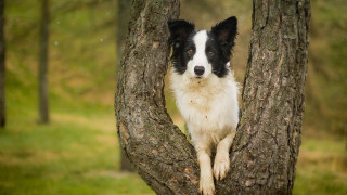 Dog sitting in tree grass - grassy free wallpaper for desktop