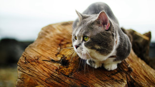 Cat stump serious eyes animal - a serious look free wallpaper