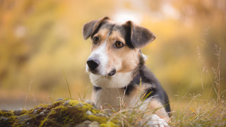 Dog sitting grass sad eyes - his face free wallpaper