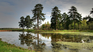 Pond water lilies trees clouds - a pond free wallpaper for desktop