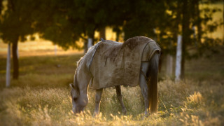 Horse field autumn bush blurry - ancell stronach free wallpaper