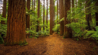 Dirt path forest trees fern - the top of the trees free wallpaper