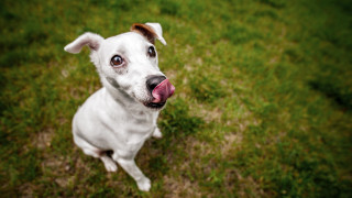 White dog pink tongue grass 3 - a white dog free wallpaper