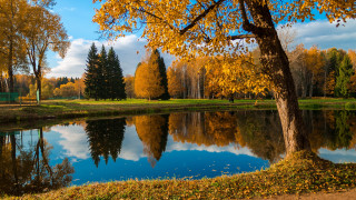 Pond trees autumn leaves clouds - yellow leaf free wallpaper