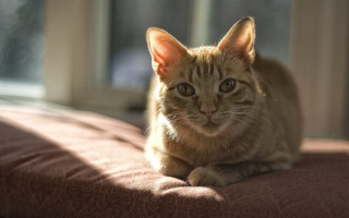 Cat bed backlighting blurry background - felix octavius carr darley free wallpaper for desktop
