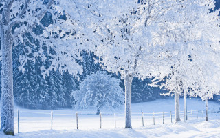 Snowboarder winter matte scene blue - a fence and trees free wallpaper