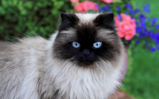 Blue eyed cat flower background - sumatraism free wallpaper for desktop