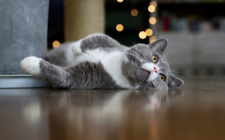Gray white cat potted plant - glamor pose free wallpaper
