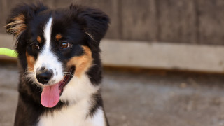 Shiba inu dog frisbee camera - optical illusion free wallpaper