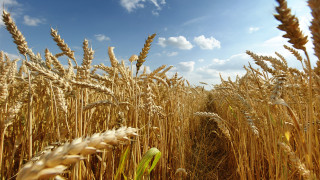 Wheat field blue sky clouds 22 - heavy grain free wallpaper for desktop
