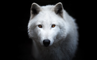 White wolf orange eyes portrait - a white wolf free wallpaper