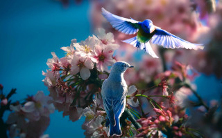 Birds flower field angel wings - two bird free wallpaper for desktop