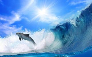 Dolphin wave sky beach light - a dolphin free wallpaper