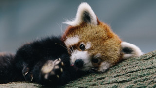 Red panda tree branch shiba - top of a tree branch next free wallpaper