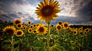 Sunflower field cloudy sky sunset - sunflower free wallpaper