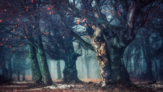 Forest fog redleaves citylights night - alain tasso free wallpaper