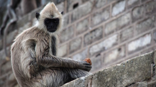 Monkey ledge eating brick wall - bholekar srihari free wallpaper
