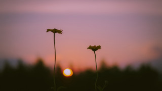 Flowers sunset silhouette blurry scene - two flower free wallpaper