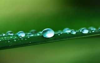 Green leaf water droplets macro 55 - the leaf free wallpaper for desktop