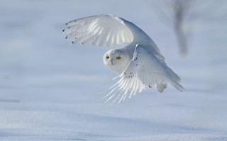 White owl flying snow wings - a white owl free wallpaper