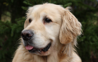 Dog bush forest shiba inu - professional photo free wallpaper