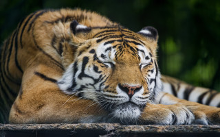 Tiger laying rock sun closed - a rock in the sun free wallpaper