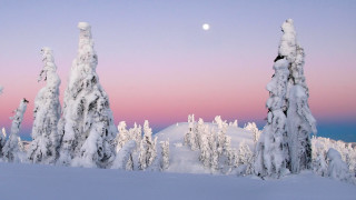 Full moon snowy forest pink - a pink sky free wallpaper