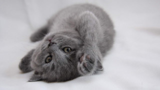 Gray kitten white sheet arabesque - a white sheet free wallpaper