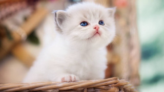 White kitten blue eyes wicker - a white kitten free wallpaper
