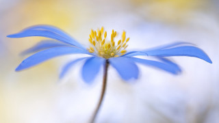 Blue flower yellow stamens macro - the petal free wallpaper
