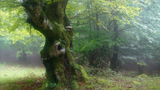 Mossy tree foggy forest jigsaw - arthur b. carles free wallpaper