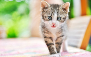 Small kitten on table with - a small kitten free wallpaper