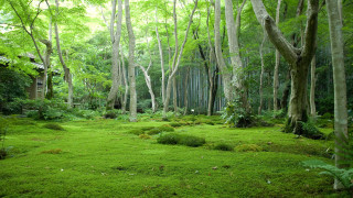 Lush green forest shed nature - forest free wallpaper