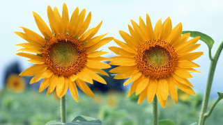 Sunflowers field blue sky building 6 - cheerful free wallpaper