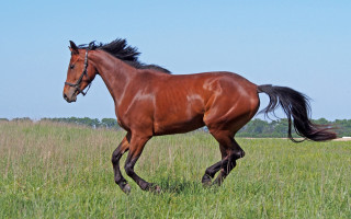 Brown horse running field white - a brown horse free wallpaper