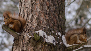 Red squirrels snow tree branch - a tree trunk free wallpaper