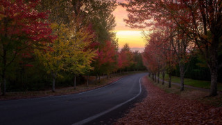 Curved road red leaves autumn - a sunset in the background free wallpaper for desktop