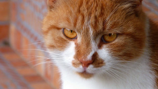 Cat brick wall floor closeup - a close up of a cat free wallpaper