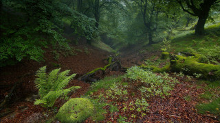 Forest path fern trees moss - lot of trees free wallpaper
