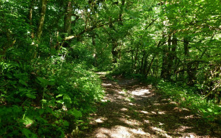 Woods trail dappled sunlight nature - deep shadow free wallpaper